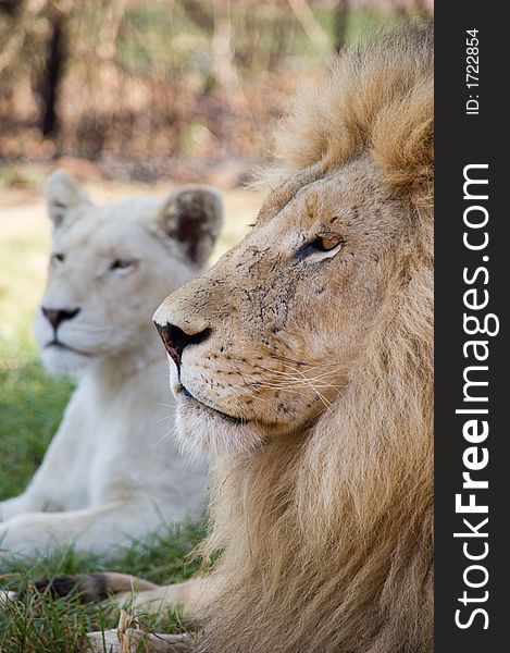 Yet another lion portrait, selective focus. Yet another lion portrait, selective focus