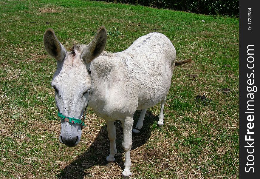 Quiet donkey registered in Faial island Azores