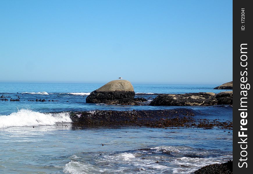 A seagull feeding on a rock at Sandy Bay, Cape Town, South Africa. A seagull feeding on a rock at Sandy Bay, Cape Town, South Africa