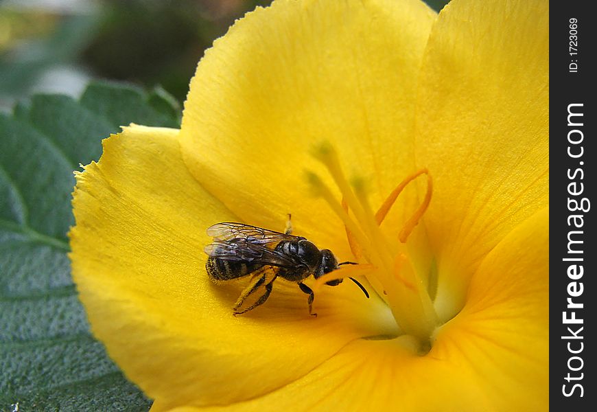 FLOWER AND BEE