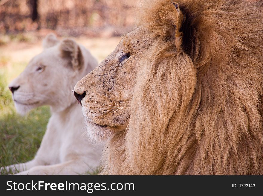 Lion and white lion resting at lunchtime. Lion and white lion resting at lunchtime