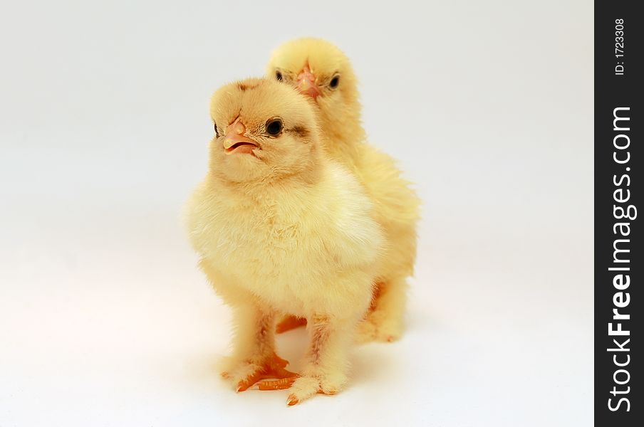 Yellow and soft newly born chicken