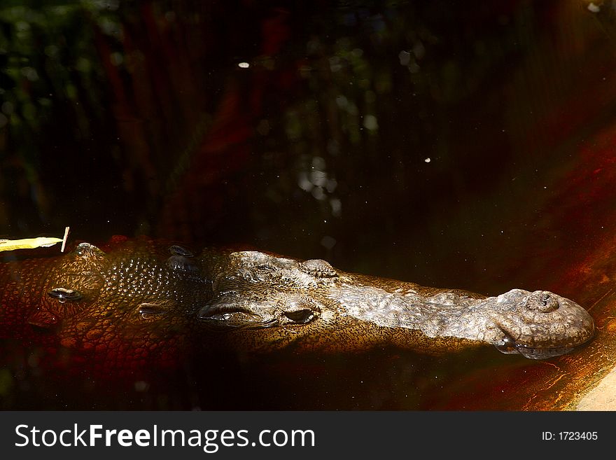 Crocodile watched from the boat in the river for the tour to a crocodile farm and to go cocodrile watching in tne proximity of San Agustinillo in the southern State of Oaxaca in Mexico, Latin America