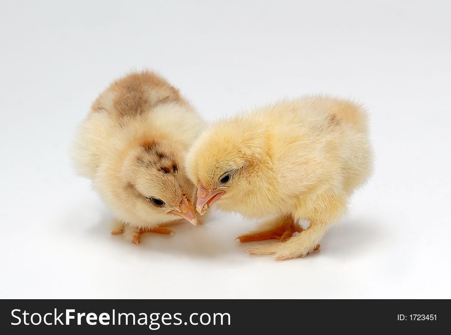 Tow newly born chicken on white background