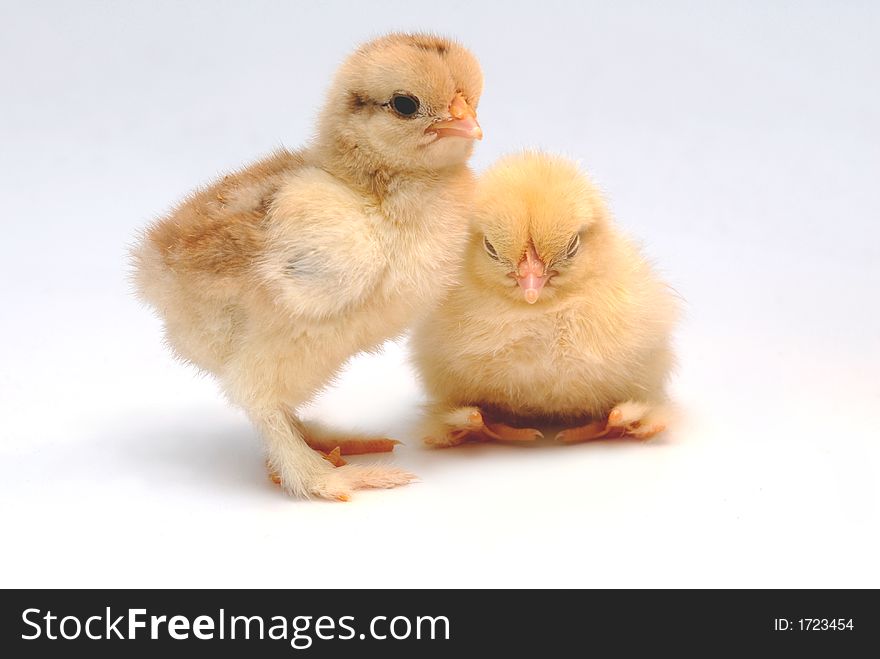 Newly born chicken on white background