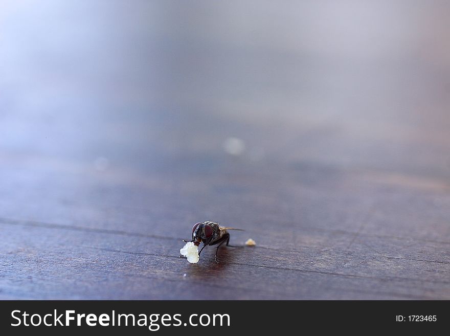 Fly eating a peace of bread on a table
