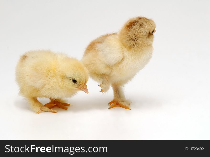 Two chicken on white background