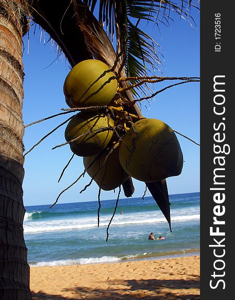 Coconut at the bay of San Agustinillo in the southern state of Oaxaca in Mexico, Latinamerica. Coconut at the bay of San Agustinillo in the southern state of Oaxaca in Mexico, Latinamerica
