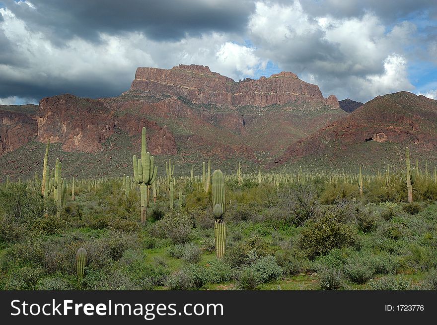 Saguaro Cactus And Mountains