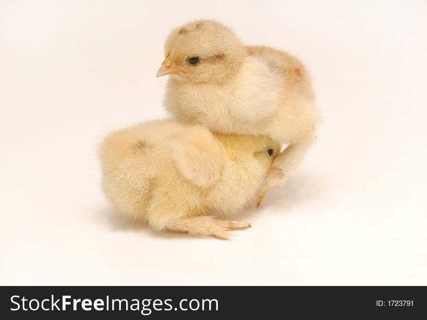 Newly born chicken on white background