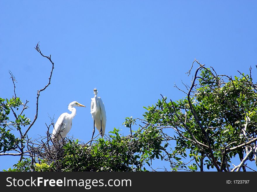 Bird watching from theboat in the river for the tour to a crocodile farm and to go crocodile watching in tne proximity of San Agustinillo in the southern State of Oaxaca in Mexico, Latin America