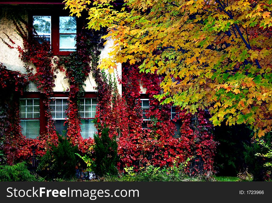 High contrast view of home in fall covered with creeping vines. High contrast view of home in fall covered with creeping vines