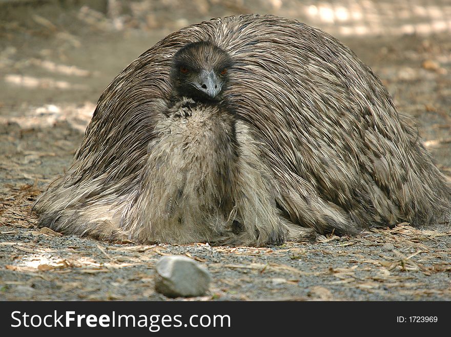 Emu slept to sleeping on ground. Emu slept to sleeping on ground