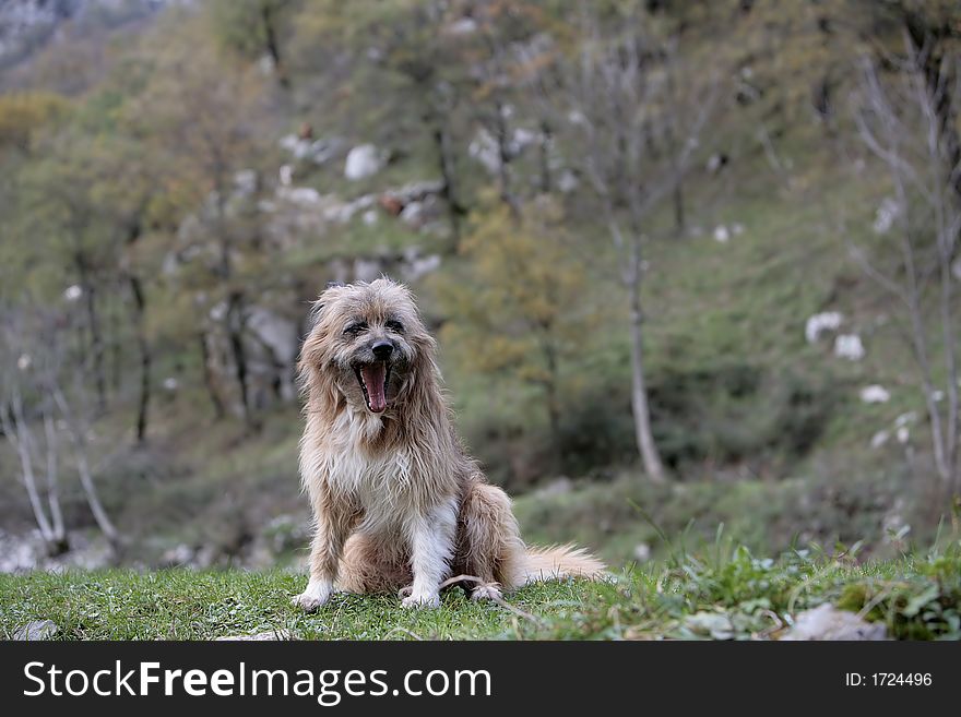 Dog seated with open mouth