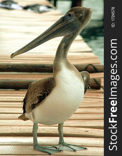Pelican Pose