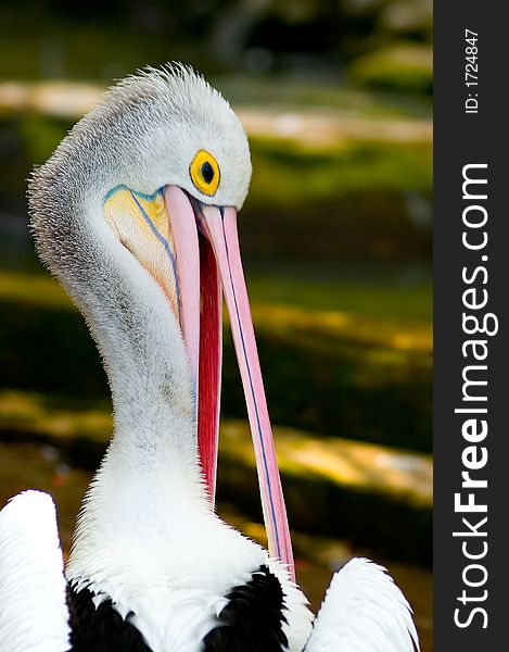 Portrait of a pelican at Bali bird park