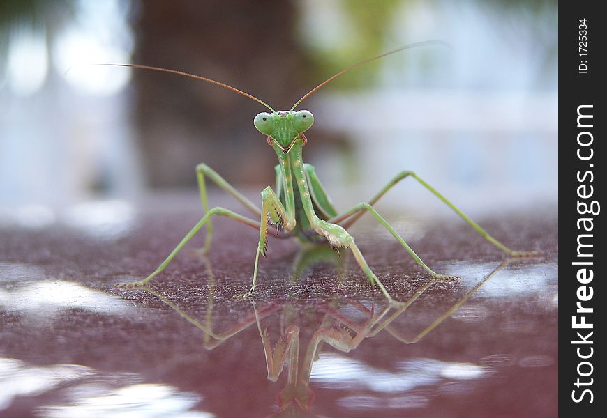 An alert Praying Mantis sitting on top of a car in the Spanish sun