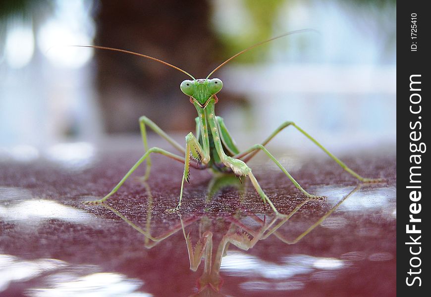 A Praying mantis sunning on a car in the Spainsh Sun