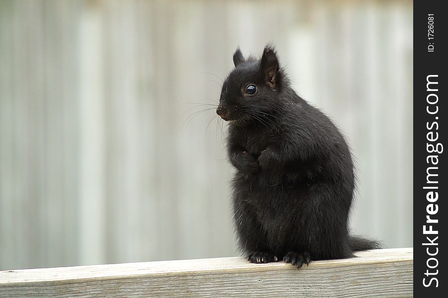 A black squirrel sits upright with paws curled in front.