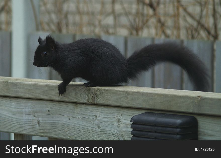 A black squirrel gets ready to jump from a railing.