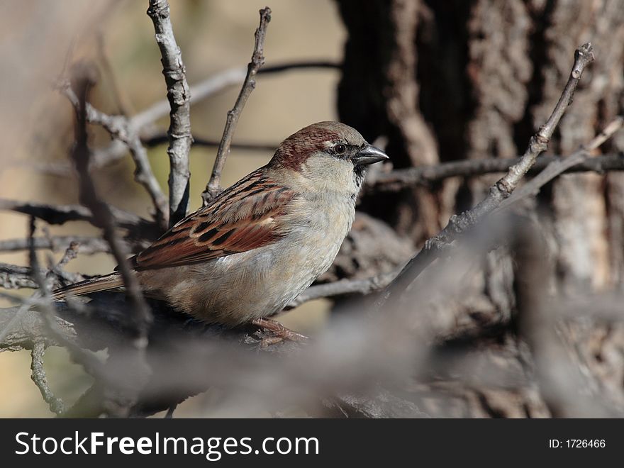 Male House Sparrow sitting in a tree. Male House Sparrow sitting in a tree.