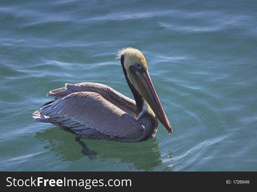 Pelican Wading