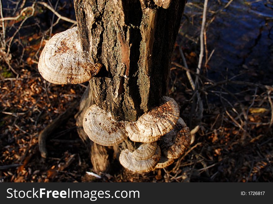 A dead tree with multiple Bracket Fungi attached to it.