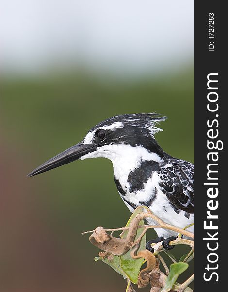 Pied kingfisher on a branch looking for something to eat, profile. Pied kingfisher on a branch looking for something to eat, profile