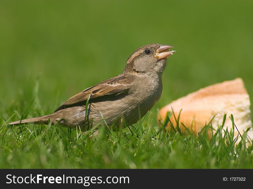 Bird overeating of bread on the green grass. Bird overeating of bread on the green grass