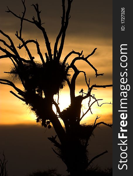 African sun setting through a dead tree with birds nests. African sun setting through a dead tree with birds nests