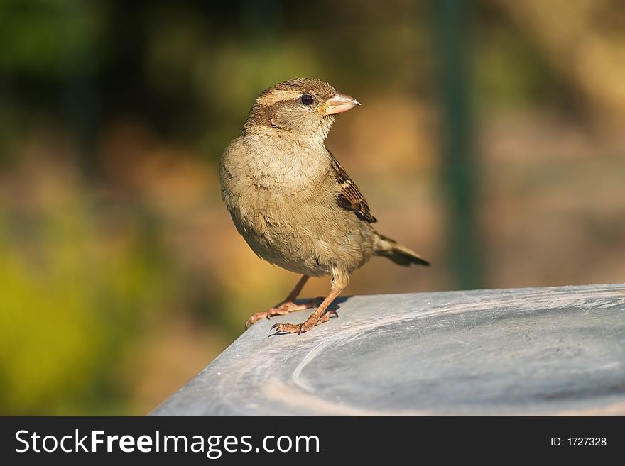 Small brown, gray bird (sparrow) on the blur background. Small brown, gray bird (sparrow) on the blur background
