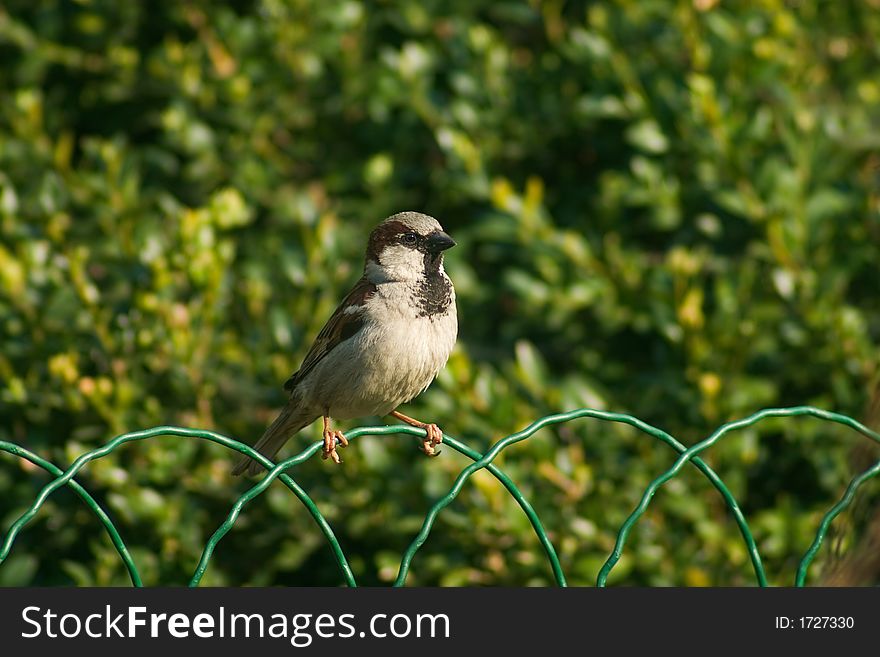 Sparrow bird on the fence