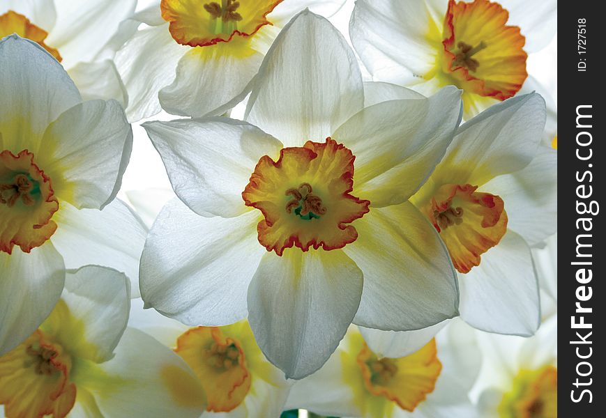 Spring white narcissus, lots of flower