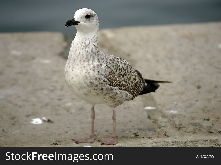 Curious Seagull on the stone