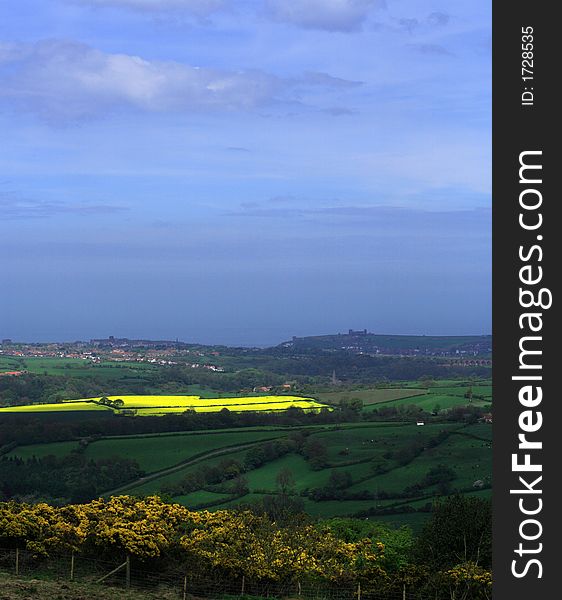 Bright yellow field with Whitby Abbey on the hill in the distance. Bright yellow field with Whitby Abbey on the hill in the distance