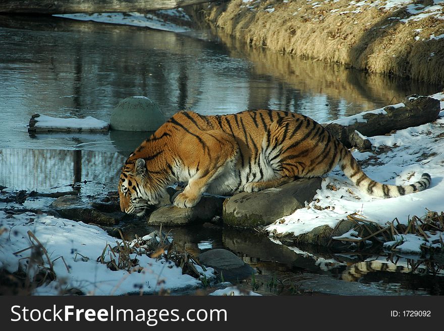 A siberian tiger drinking water out of the river.