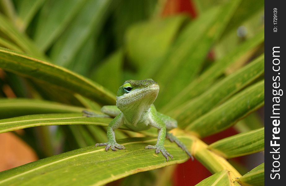 Cute green Anole lizard sitting on a leaf looking curious. Cute green Anole lizard sitting on a leaf looking curious