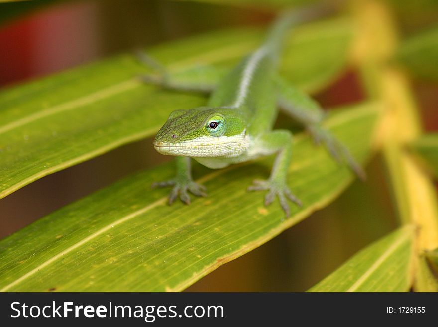 Green anole lizard sitting on tropical leaf. Green anole lizard sitting on tropical leaf