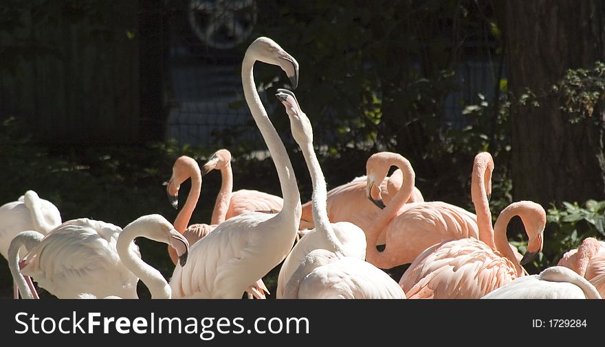 Flamingo in zoo in Riga