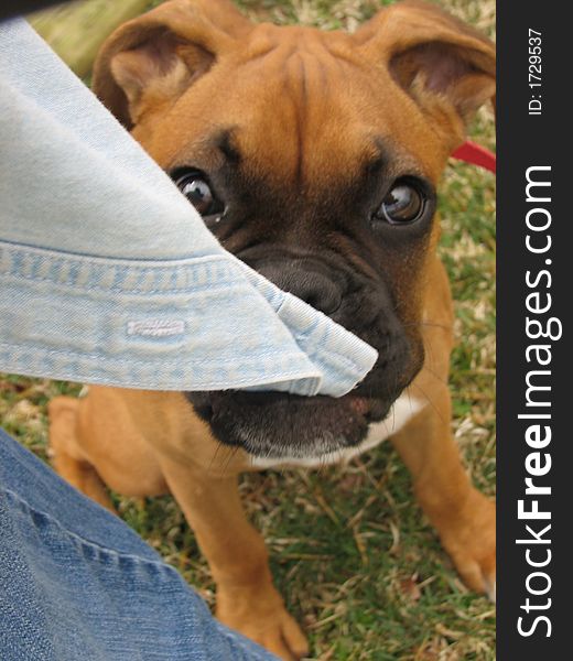 Boxer puppy with no patience pulling on my shirt like she is trying to say play  now. Boxer puppy with no patience pulling on my shirt like she is trying to say play  now.