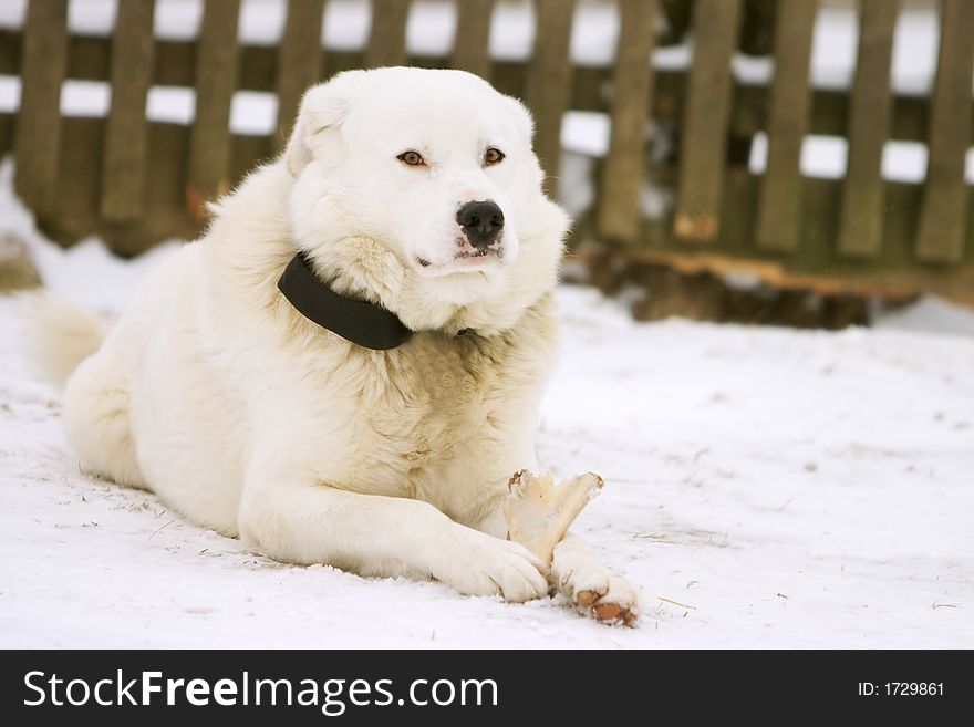 White dog eating a bone in the snow