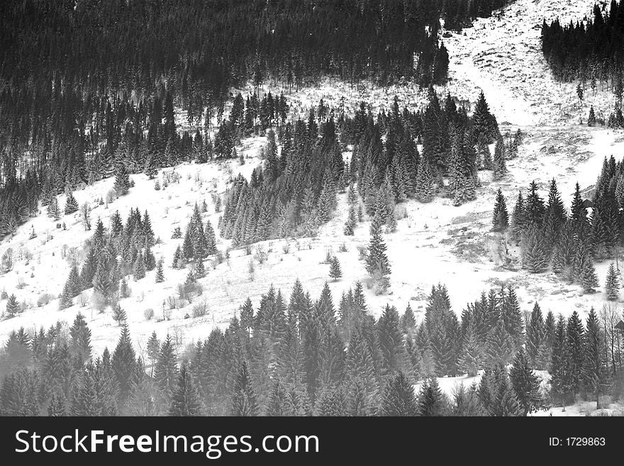Snowy trees landscape in winter time