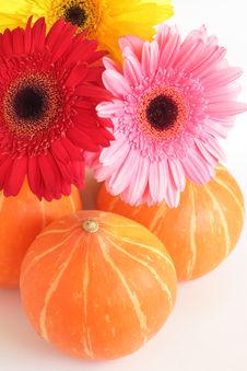 Three Pumpkins And Three Colorful Daisies Royalty Free Stock Images Three Pumpkins And Three Colorful Daisies Royalty Free Stock Images