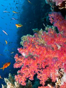 Elphinstone Reef Stock Photography