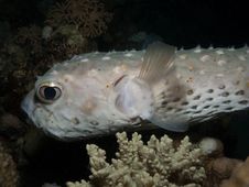 Hedgehog Fish Stock Photo Hedgehog Fish Stock Photo