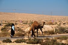 Camel On Parallel Road Royalty Free Stock Photo Camel On Parallel Road Royalty Free Stock Photo