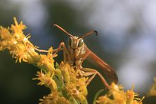 Paper Wasp (Polistes Aurifer) Stock Photography