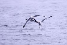 Two Gulls Fight For Fish. Stock Photo Two Gulls Fight For Fish. Stock Photo