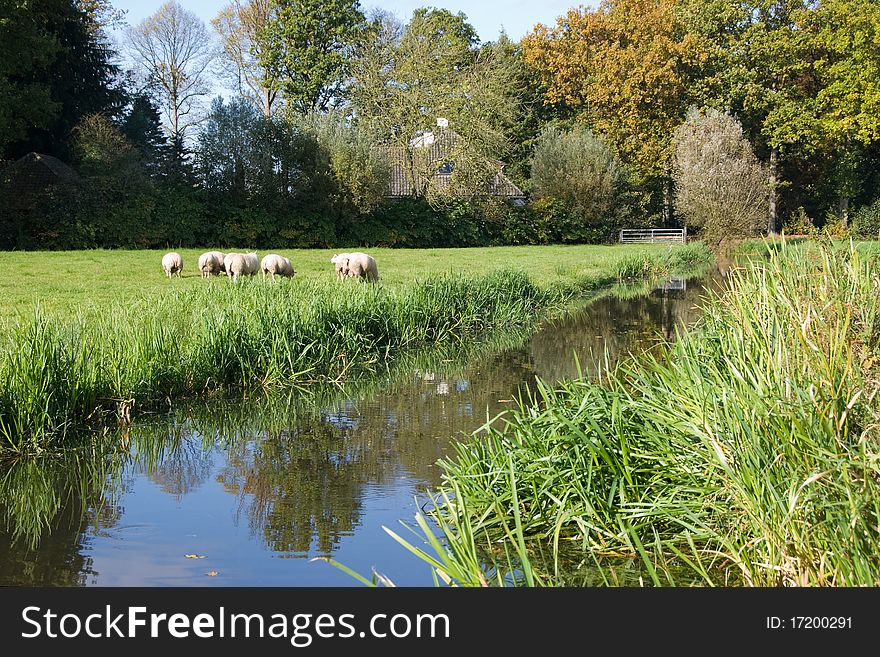 Sheeps grazing in the meadow. Sheeps grazing in the meadow