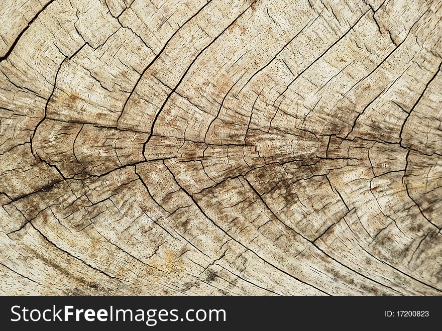 Texture of cross-cut wood. Texture of cross-cut wood